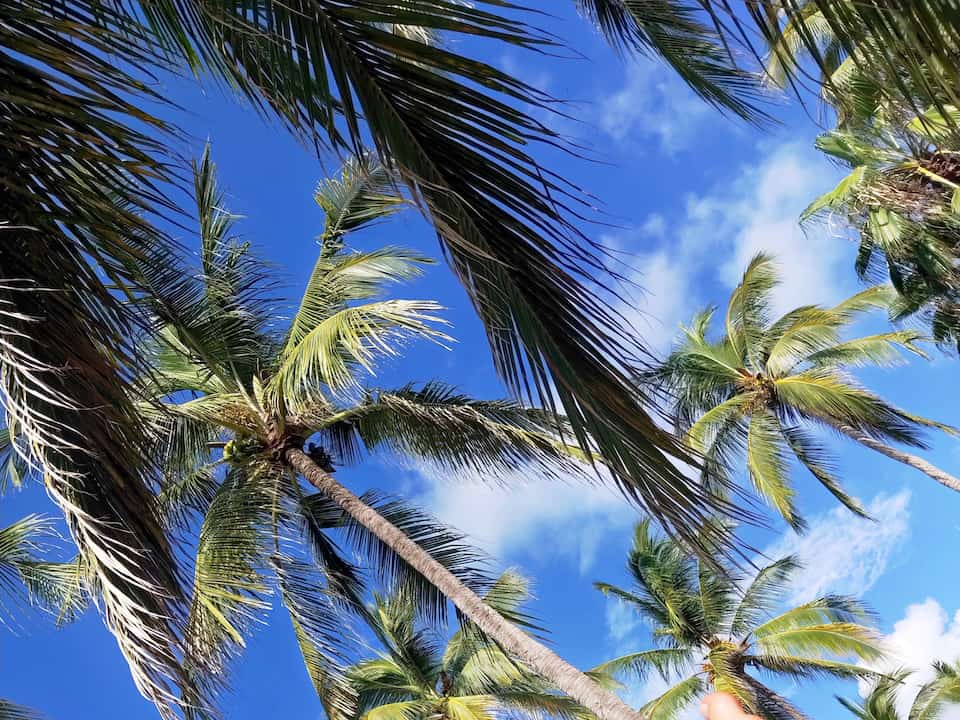 Palm trees against the blue sky at one of the Jalisco beaches