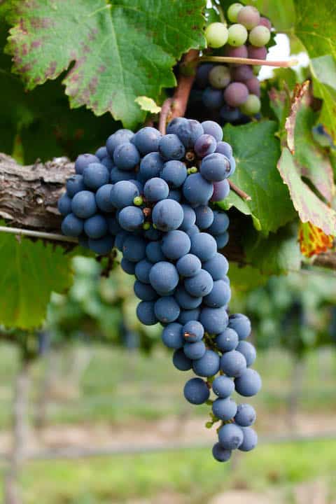 A cluster of grapes along a vine at the vineyard