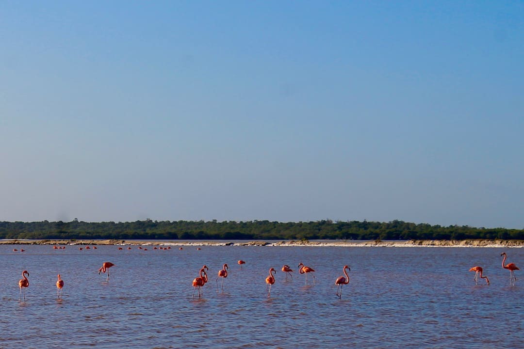 Flamingos wading in the water
