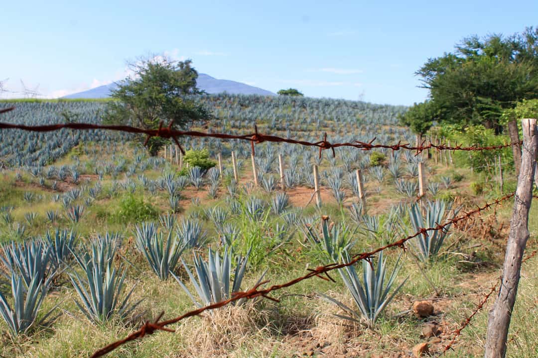 Agave fields in Tequila