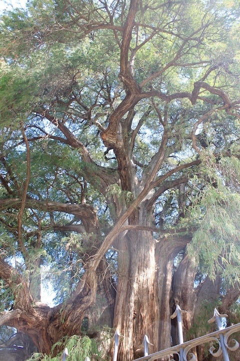Van Life Oaxaca City attractions. The Tree of Tule, the widest tree in the world. A must see while overlanding Oaxaca city.