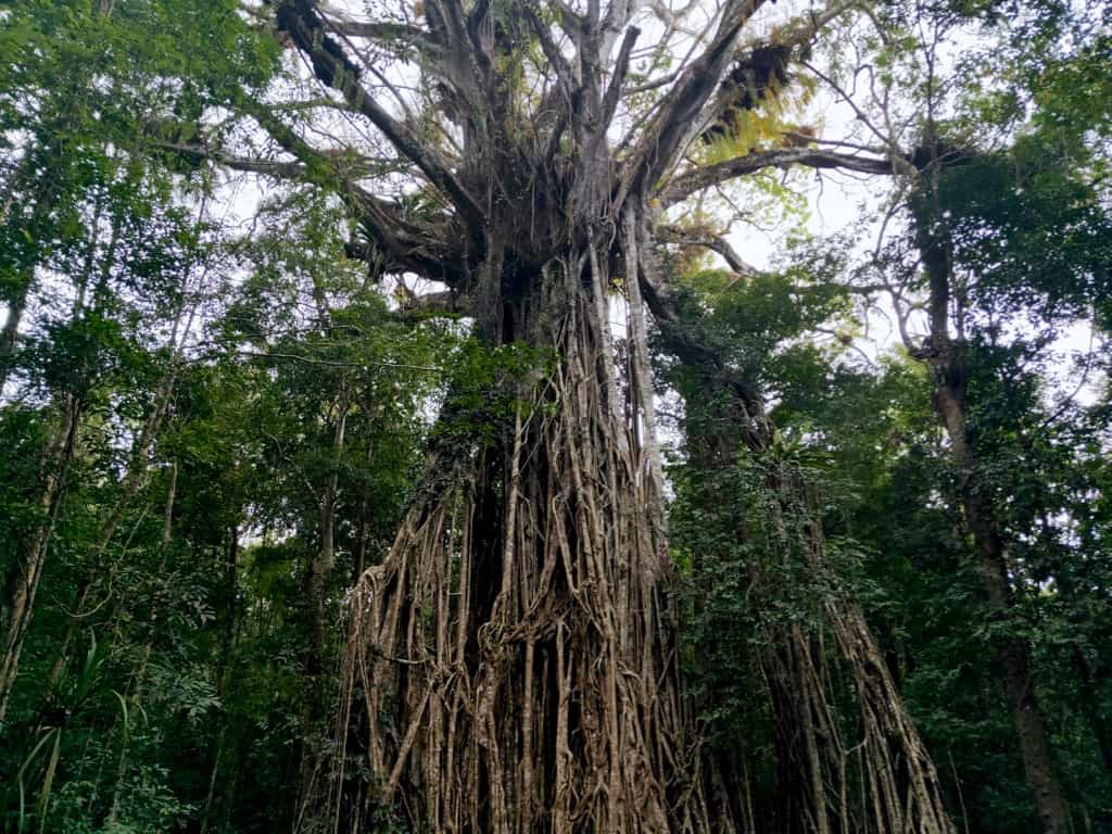 The massive Cathedral Fig, one of the many impressive strangler figs in Atherton Tablelands