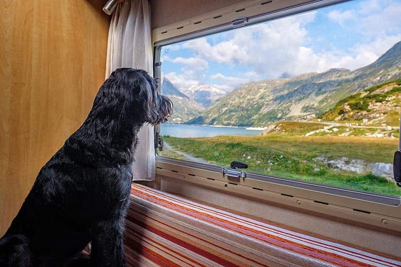 A dog looking out the window of an RV