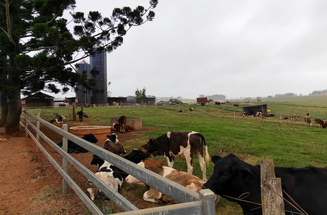 The cows outside of Gallo Dairyland which is a must on any Atherton Tablelands itinerary. 
