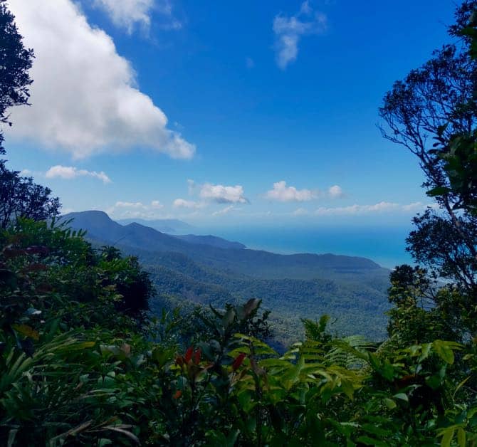 The view of Cape Tribulation through the rainforest foilage