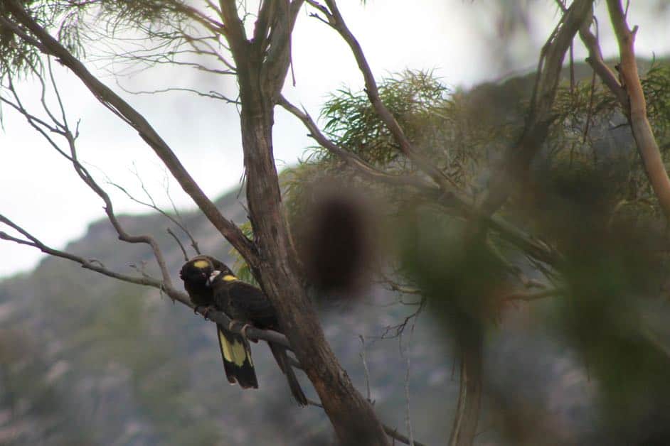 Two yellow-tailed black cockatoos spotted in the Freycinet National Park