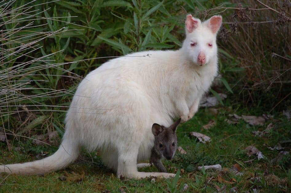 An albino wallaby with its joey. Trying to spot the elusive albino wallabies is one of the best things to do on Bruny Island