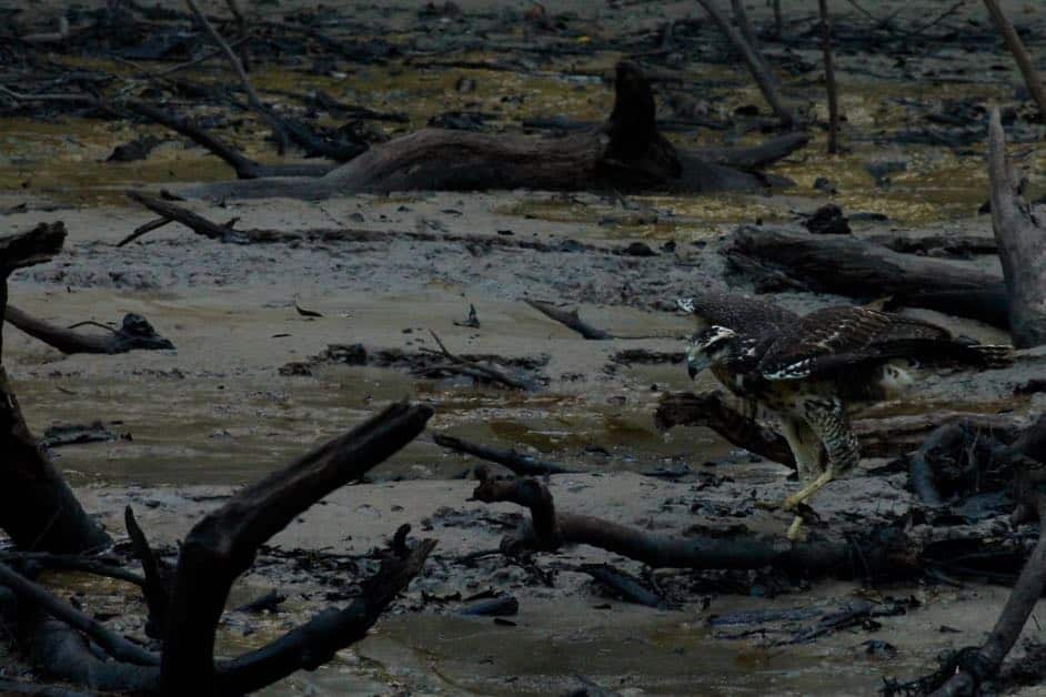 A hawk going after its prey on the bank of a river on a jungle cruise at the Treehouse Lodge Peru