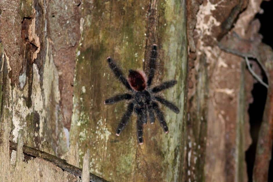 A tarantula in the Amazon jungle on a tree