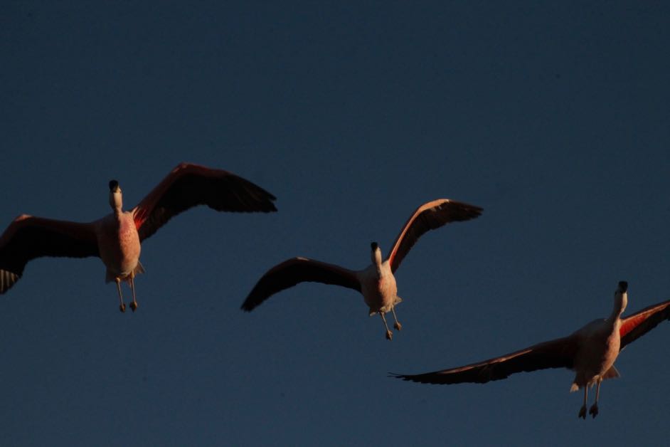 Seeing flamingos taking flight is one of the best things to do in the Atacama Desert. 