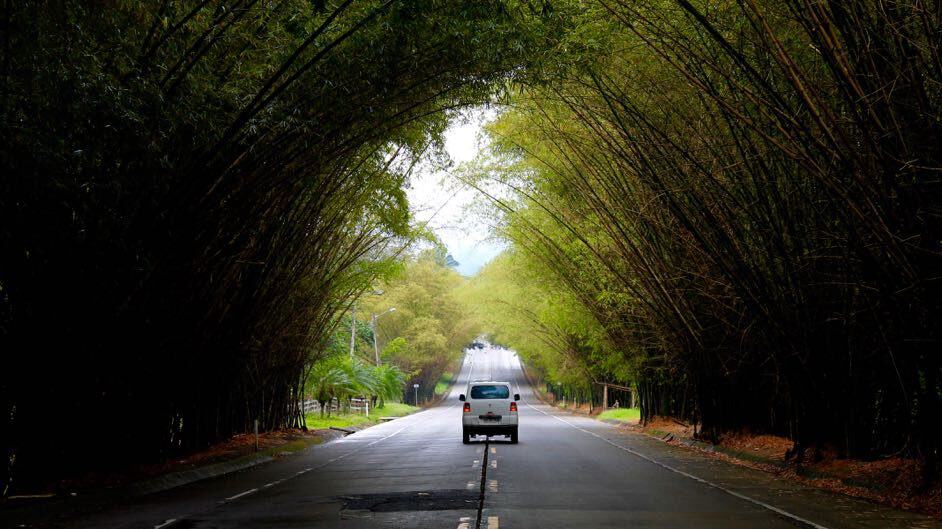 A van driving away down a road enclosed by an arch of tall trees