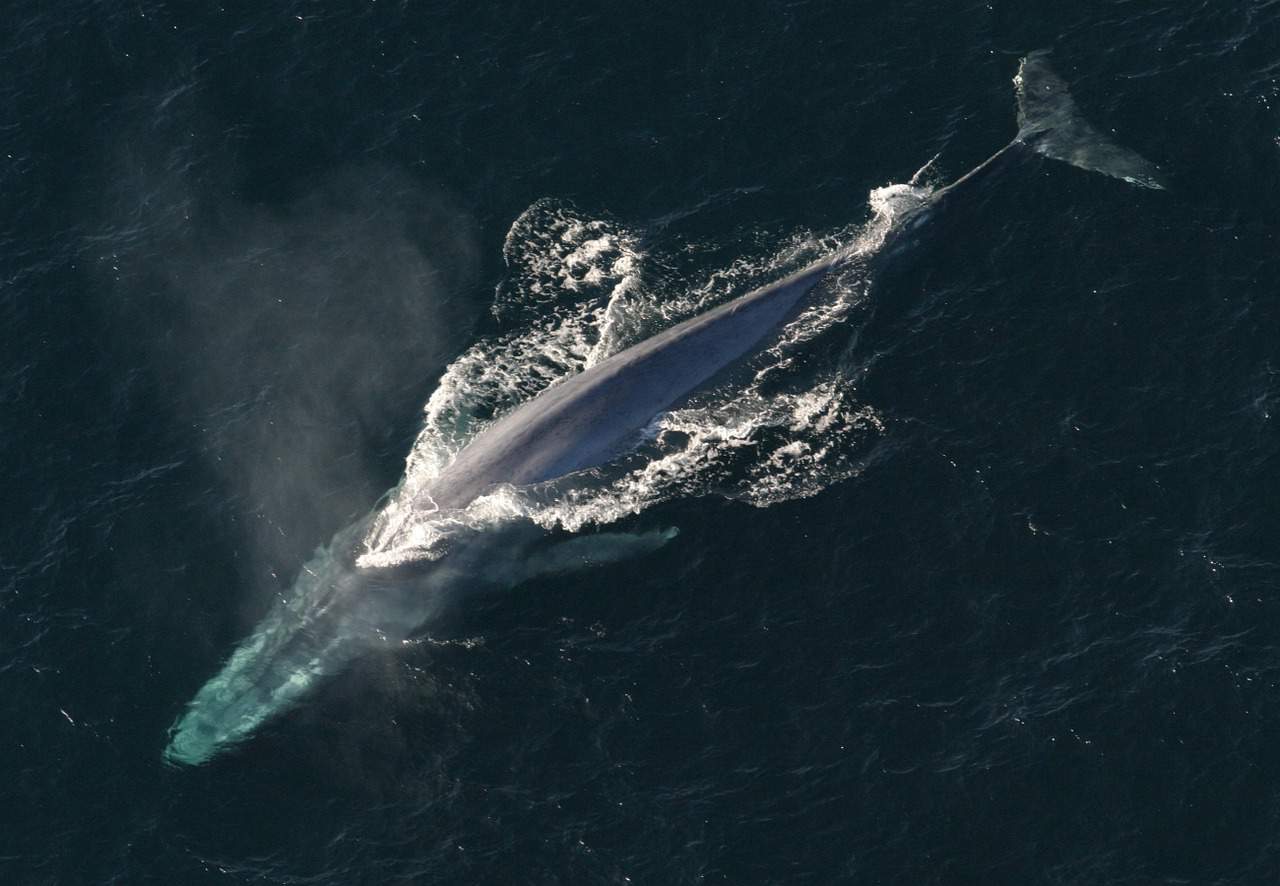 blue whale, ocean, mammal-1198719.jpg